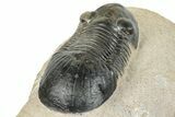 Paralejurus Trilobite - Atchana, Morocco #252417-4